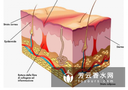 人体皮肤有几层 如何正确护理皮肤