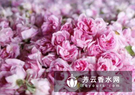 纯露保存的最佳温度 和花水的区别