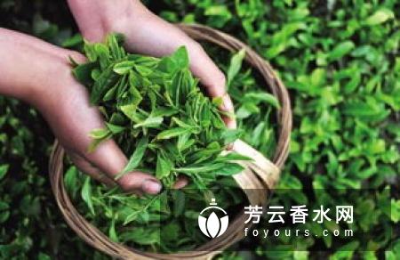 吉姆奈玛茶的功效是什么减肥效果怎样
