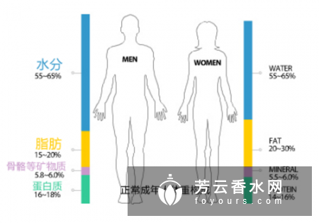 肌肉好减还是脂肪好减 哪个消耗快