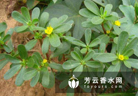 马齿苋可以做面膜吗 可以天天用吗