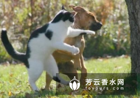 蹲马步练的是什么肌肉 什么时候蹲效果好